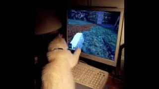 Miniature : Quand un chaton est troublé par les moutons dans Hexen 2...