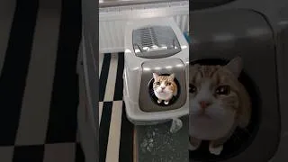 Miniature : #catlitterbox new project 😬 Part 1