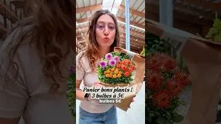 Miniature : 3 bulbes d’été pour 5€ 🌷✨