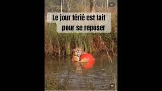 Miniature : Reposez vous bien pendant le week-end et soyez un vrai tigre le jour après #stretching #etirement