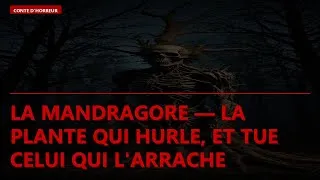 Miniature : La mandragore — la plante qui hurle, et tue celui qui l'arrache
