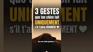 Miniature : 3 gestes que ton chien fait UNIQUEMENT s'il t'aime VRAIMENT