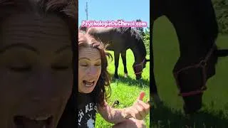 Miniature : Allé chercher son cheval alors qu'il broute🌿