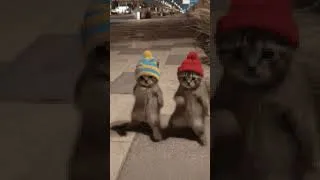 Miniature : squiduu #shorts #viral #humor @SQUIDUU @BRAOX
