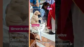 Miniature : 🐕✝️❤️ Simon, un chien qui accompagne souvent les activités d’une paroisse de Villavicencio, en