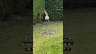 Miniature : En pleine discussion avec le voisin 👀
