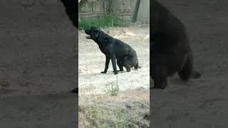 Miniature : 🐶 Vasco, labrador au Puy du Fou