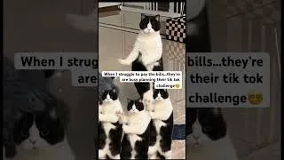 Miniature : Me : bills unpaid  Them :Tik Tok upgrade #cats #cat #mumsoftiktok #tiktokchallenge