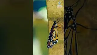 Miniature : L'incroyable migration automnale du papillon monarque