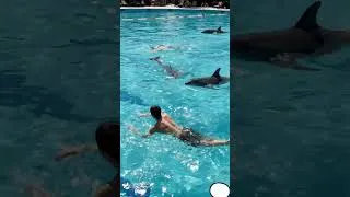 Miniature : 🐬 "Glisser sous les vagues... là où le monde devient silence et beauté 🌊✨""Les dauphins —