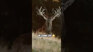 Miniature : Un très grand cerf 🦌📸