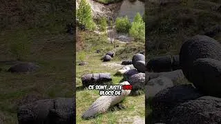 Miniature : Des PIERRES qui grandissent après la pluie existe-t-il vraiment?