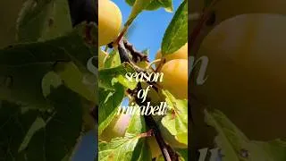 Miniature : The season for French Mirabelle plums has begun; they are yellow and not tart.