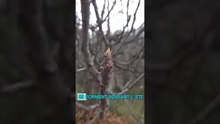 Miniature : Debunk : "Les bourgeons sortent au printemps". Il est temps de faire le point sur cette idée reçue !