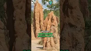 Miniature : Le biomimétisme