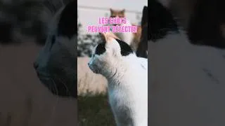 Miniature : 🐱 Instinct de chat