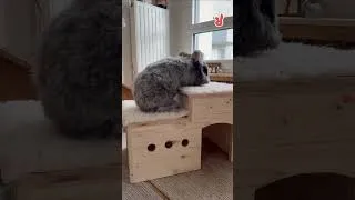 Miniature : Aménager l'espace de ses lapins !
