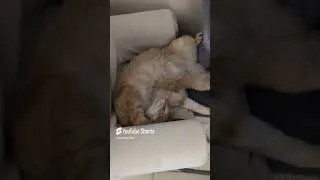 Miniature : Présentation du chat qui miaule sur mes vidéos !! 😍​🥰​ #mignon #animaux #jeuxvidéo #letsplay