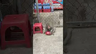 Miniature : Monkey eating dragon fruit 🥭🐒🇻🇳 #monkey #eating #dragonfruit