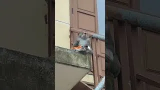 Miniature : singe qui mange des chips 🐒🇻🇳
