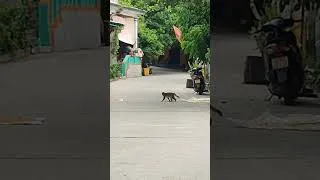 Miniature : jeune singe qui vole 🇻🇳🐒 #monkey #singe #wtf
