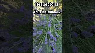 Miniature : Il y a les chiens et les chats et tous les autres....