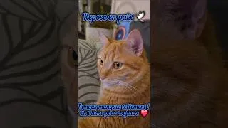 Miniature : Une triste nouvelle... Notre Toulouse d’amour nous a quitté et nous sommes dévastés...