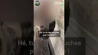 Miniature : Il agresse une femme voilée et insulte l'islam! #refutation #islamophobie #islam
