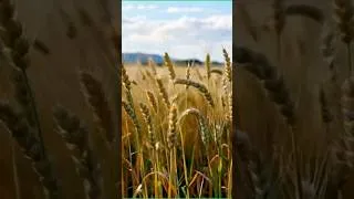 Miniature : #music