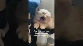 Miniature : C'est lequel le bon 😂? Ab0 toi si t'aime les animaux 🐱 #humour #chat #animal #fitness #sport