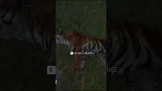 Miniature : TIGRE DIAMANT THE HUNTER CALL OF THE WILD
