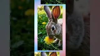 Miniature : Adorable Bunny Munches Dandelion in Nature