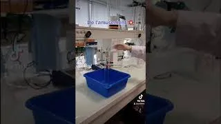 Miniature : Présentation BTS ANABIOTEC 2020 2022