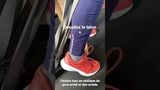 Miniature : Variante soleaire et long fléchisseur orteil et hallux