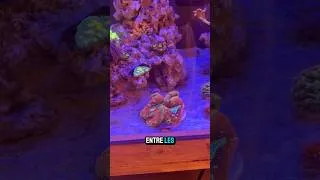 Miniature : Plein de dingueries pour le ADA #aquarium #reeflife #reef #allmymoneygoestocorals #reeftank