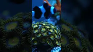 Miniature : 🌌 Il existe un univers entier dans quelques centimètres d'eau salée