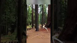 Miniature : Croiser un OURS à Sequoia Park 🐻😱