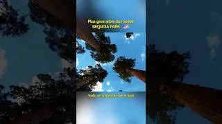 Miniature : Le plus GROS arbre du monde 🌎🌲 (General Sherman)