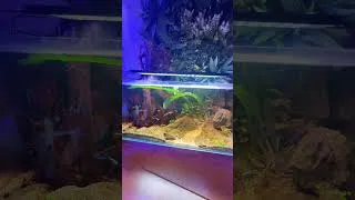 Miniature : les poissons sont arrivés