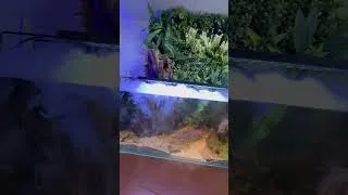 Miniature : Ce bac tourne sans prise de tête #aquariophilie #aquarium #aquarium #aquascapelowtech #aquascape