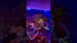 Miniature : MASTERFISCH VPC #aquariophilie #aquarium #aquariophilie #aquariumfish #vpc