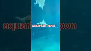 Miniature : j ai jamais vue ça dans un aquarium 😳 #aquariophilie #aquarium #planetaquarium #japan #japanese