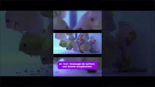 Miniature : LE SECRET DES DISCUS