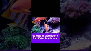 Miniature : Mon Bac S'est Éventré  Le Sauvetage de Nuit! #aquarium #reeflife #recifal