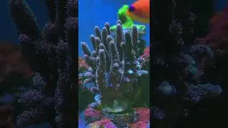 Miniature : Full polypes ❤️ #aquarium #reeflife