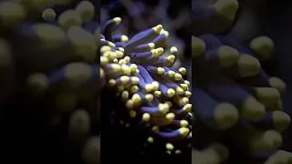Miniature : Petit moment d’évasion #aquarium #reeftank #recifal #ocean