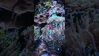 Miniature : JMB aqua Light X For your Reef @vivariumbeurs 2024 #aquarium #aquariumhobby #fish