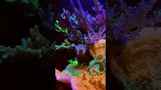 Miniature : Ma routine nourrissage des coraux 🪸🪸🪸🐡🐠🪸🪸🪸 #aquarium #reefbuilders #aquariumhobby