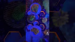 Miniature : Les nouveaux petits bébés !!  #womenofyoutube #corail #allmymoneygoestocoral #montipora#acropora
