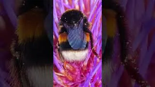 Miniature : il se crée un chemin de cette jungle flower